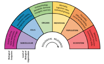 Plastics to Microplastics – Minor to Major Problems