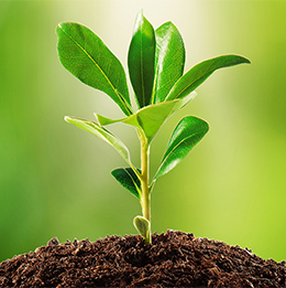 Soil & Plant